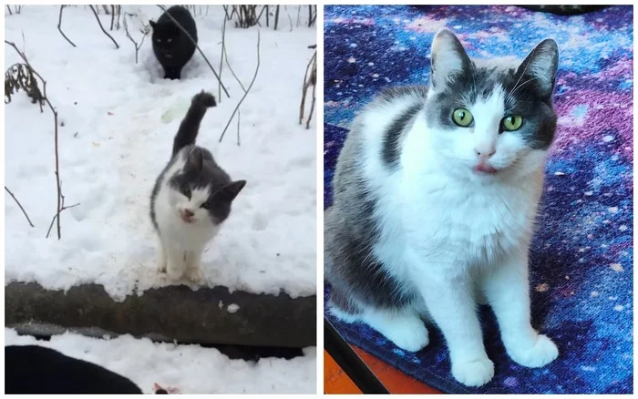 There were a few and they became a few from the animals I saved - My, cat, Animal Rescue, Helping animals, It Was-It Was, Dacha, Winter, Longpost, Negative, Injury