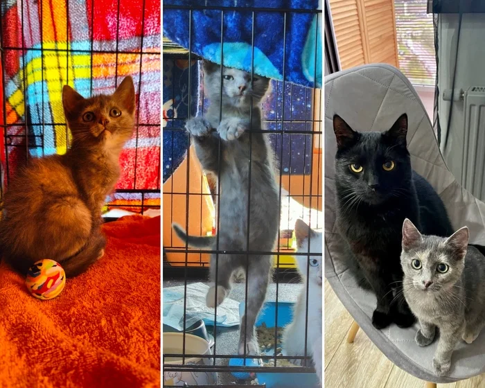 There were a few and they became a few from the animals I saved - My, cat, Animal Rescue, Helping animals, It Was-It Was, Dacha, Winter, Longpost, Negative, Injury