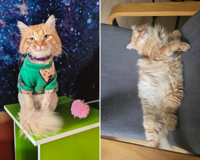 There were a few and they became a few from the animals I saved - My, cat, Animal Rescue, Helping animals, It Was-It Was, Dacha, Winter, Longpost, Negative, Injury