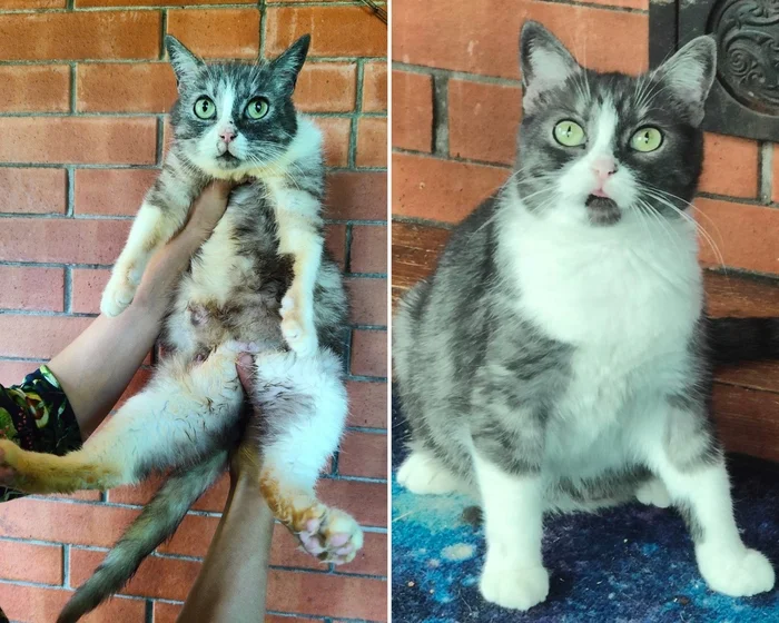 There were a few and they became a few from the animals I saved - My, cat, Animal Rescue, Helping animals, It Was-It Was, Dacha, Winter, Longpost, Negative, Injury