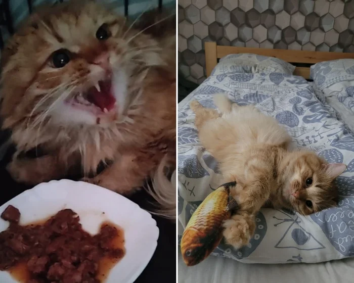 There were a few and they became a few from the animals I saved - My, cat, Animal Rescue, Helping animals, It Was-It Was, Dacha, Winter, Longpost, Negative, Injury