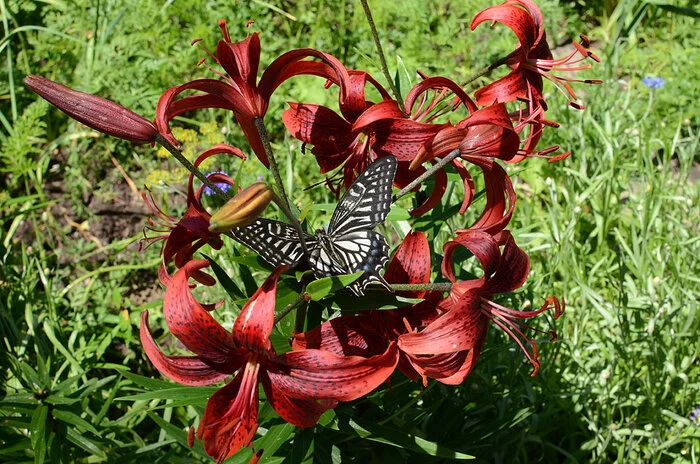 Butterfly - Дальний Восток, Amur region, The photo, Nature, Butterfly