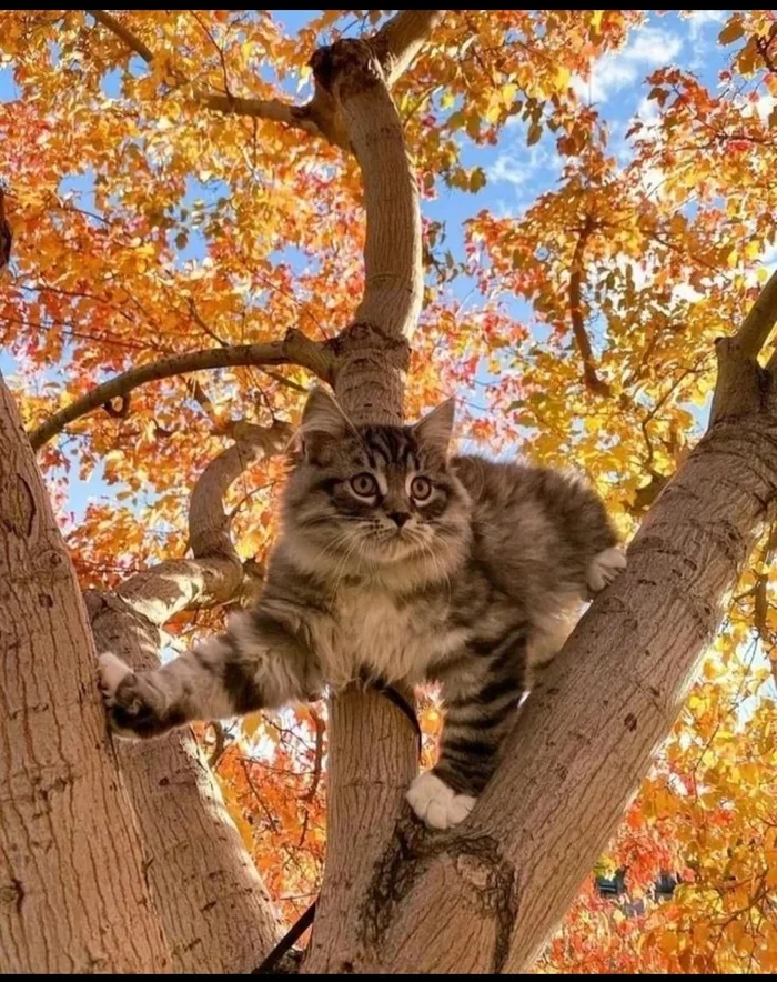 Autumn cat in the feed - cat, The photo, Autumn