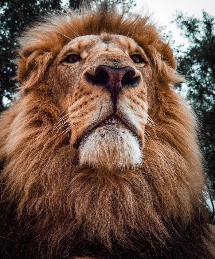 When you accidentally turn on the front camera - a lion, Humor, The photo, Wild animals, Animals, Big cats, Portrait, Cat family