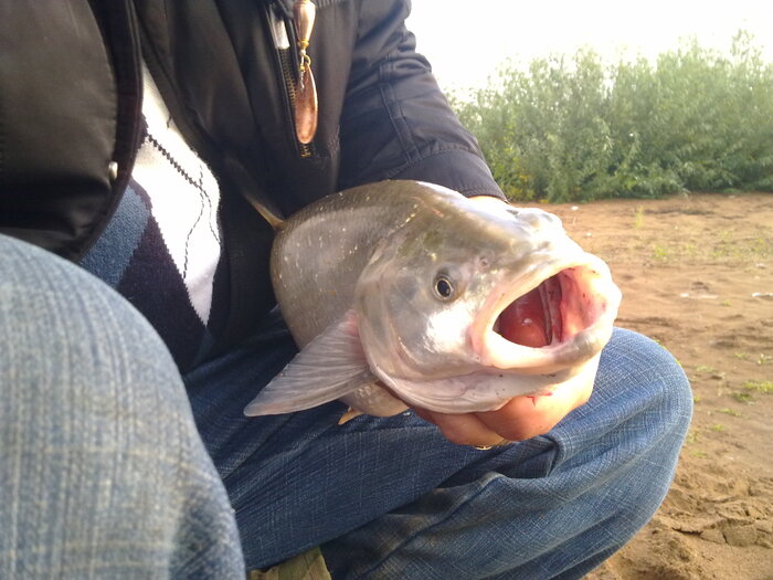 ���� ��������������� ���������. ���� �������, �� ������� ��������� ���, ��� �����, ���� �� ������� ������.