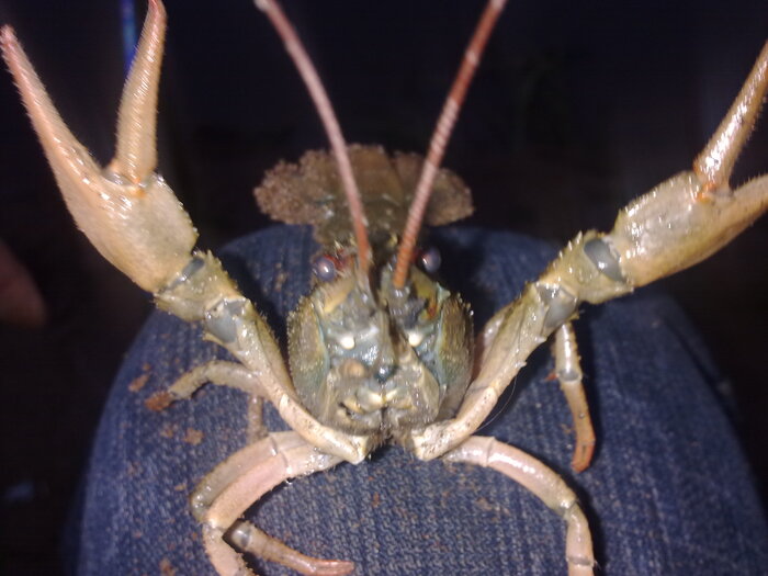 ����� ���� ����������, ������� �������.