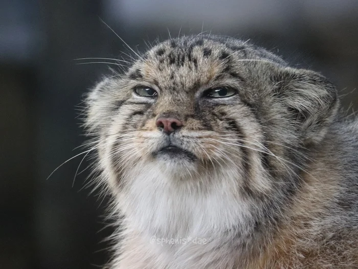 You're such a clever ass... - Wild animals, Zoo, Predatory animals, Cat family, Pallas' cat, Small cats