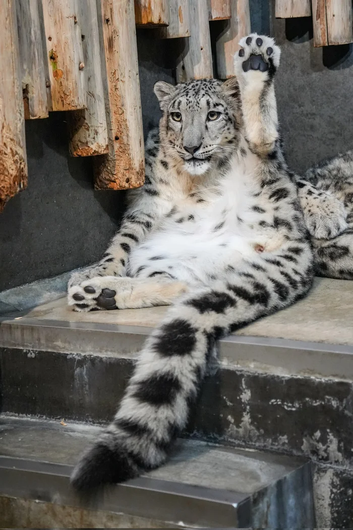 Thank you! - Snow Leopard, Wild animals, Predatory animals, Cat family, Big cats, Hoba