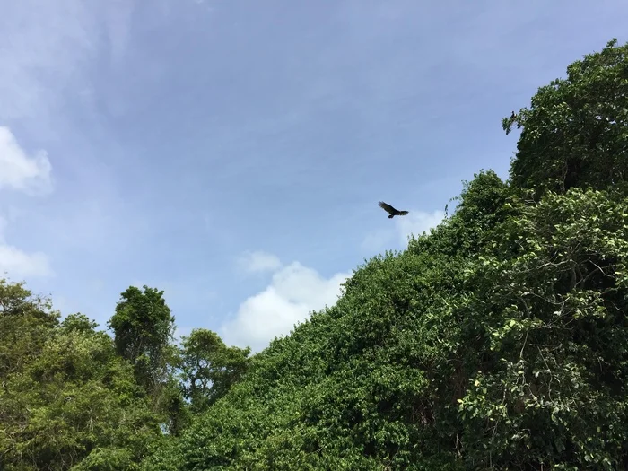 Big bird of prey - My, The photo, Predator birds, Birds, Island, Bird watching, Nature