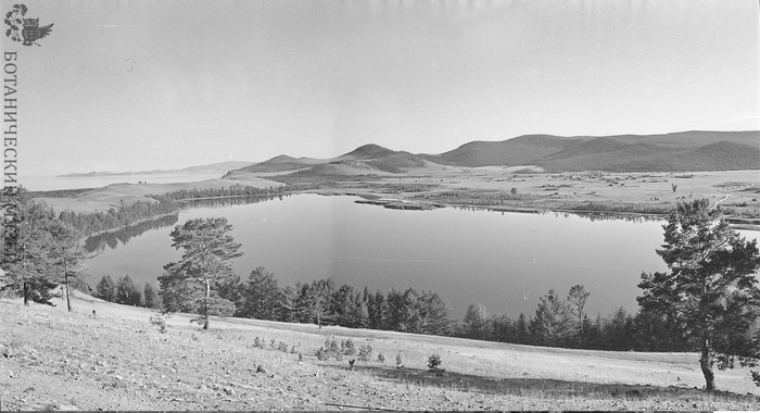 Экспедиция на Байкал. 03.08.1958г. Фотография Тюлиной Л.Н., озеро и сосняк возле посёлка Онгурен. Панорама. Фотография из коллекции фотоархива Ботанического музея РАН.