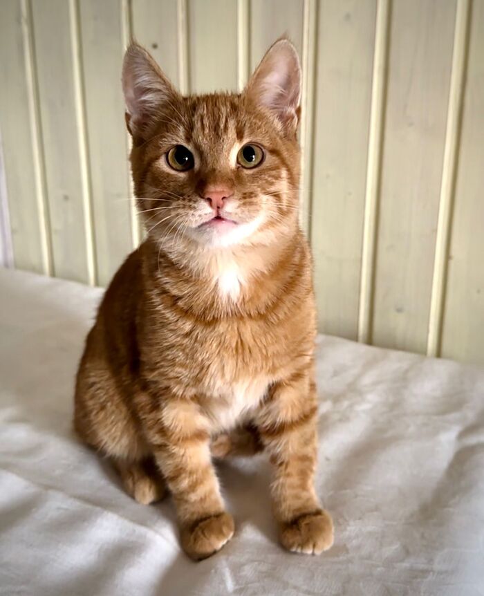 Москва! Яркий рыжик ищет добрые руки