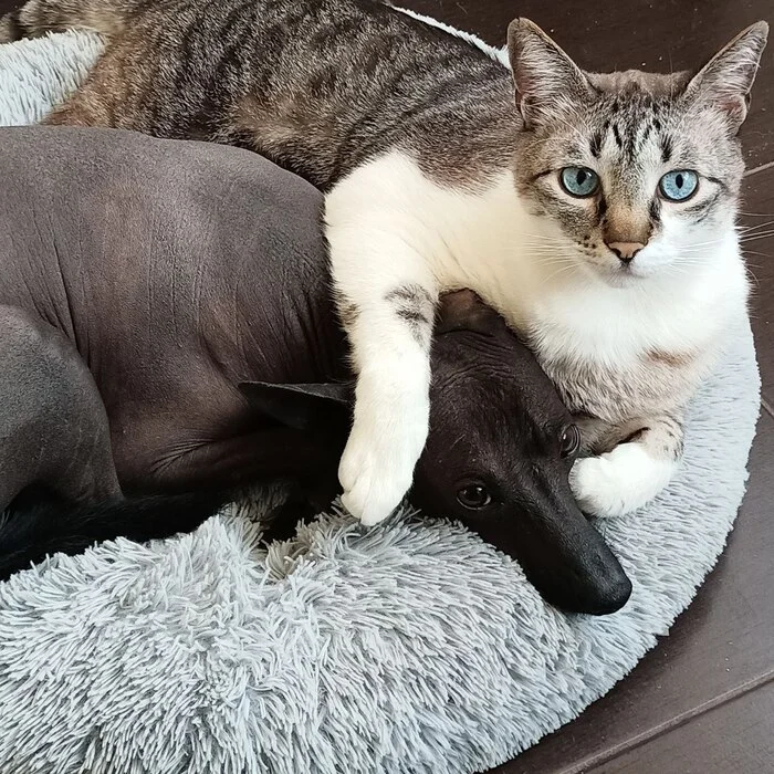 Our naked dogs live in families with naked cats and cats with luxurious fur coats :)) - Crossposting, Pikabu publish bot