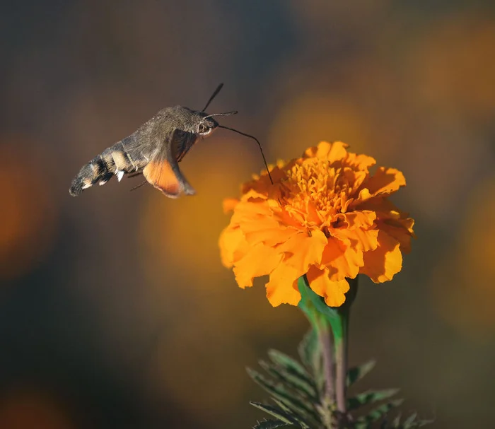 Hummingbirds in the world of butterflies - My, The photo, Anthracite, Nikon d3100, Greenery, Hawk, Longpost