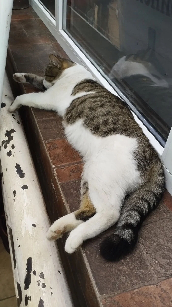 The hostel closed and the cat ended up on the street Podolsk - cat, In good hands, Longpost, Fluffy, No rating, Moscow, Moscow region