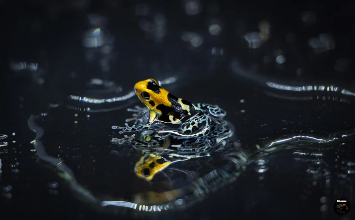 Ranitomeya fantastica | Tree frogs - My, The photo, Terrariumistics, Planet Earth, Animals, Photographer, Beautiful view, Frogs