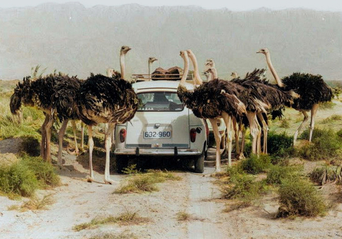 Подборка фотографий из прошлого, которые заставляют удивиться. 20 раскрашенных фотографий из XIX-ХХ века. Часть XII Историческое фото, Старое фото, Фотография, Колоризация, 20 век, Длиннопост Подборка фотографий из прошлого, которые заставляют удивиться. 20 раскрашенных фотографий из XIX-ХХ века. Часть XII Историческое фото, Старое фото, Фотография, Колоризация, 20 век, Длиннопост