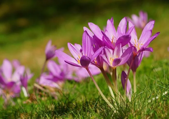 Colchicum - My, Plants, Bloom, Biology, Botany, Entertaining botany, Longpost