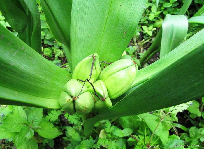 Плоды безвременника также созревают весной. Фото с сайта <!--noindex--><a href="https://pikabu.ru/story/bezvremenniki_11916558?u=http%3A%2F%2Fgarden-en.com&t=garden-en.com&h=139ee17dc2e23bf359b91c80a6fd6b5f25296c46" title="http://garden-en.com" target="_blank" rel="nofollow noopener">garden-en.com</a><!--/noindex-->.