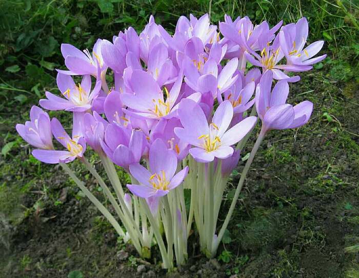 Безвременник осенний, Cоlchicum autumnаle. Фото с сайта <!--noindex--><a href="https://pikabu.ru/story/bezvremenniki_11916558?u=http%3A%2F%2Fflo.discus-club.ru&t=flo.discus-club.ru&h=e6ce655130a32fe186efacda7ab78282f8dfda63" title="http://flo.discus-club.ru" target="_blank" rel="nofollow noopener">flo.discus-club.ru</a><!--/noindex-->.