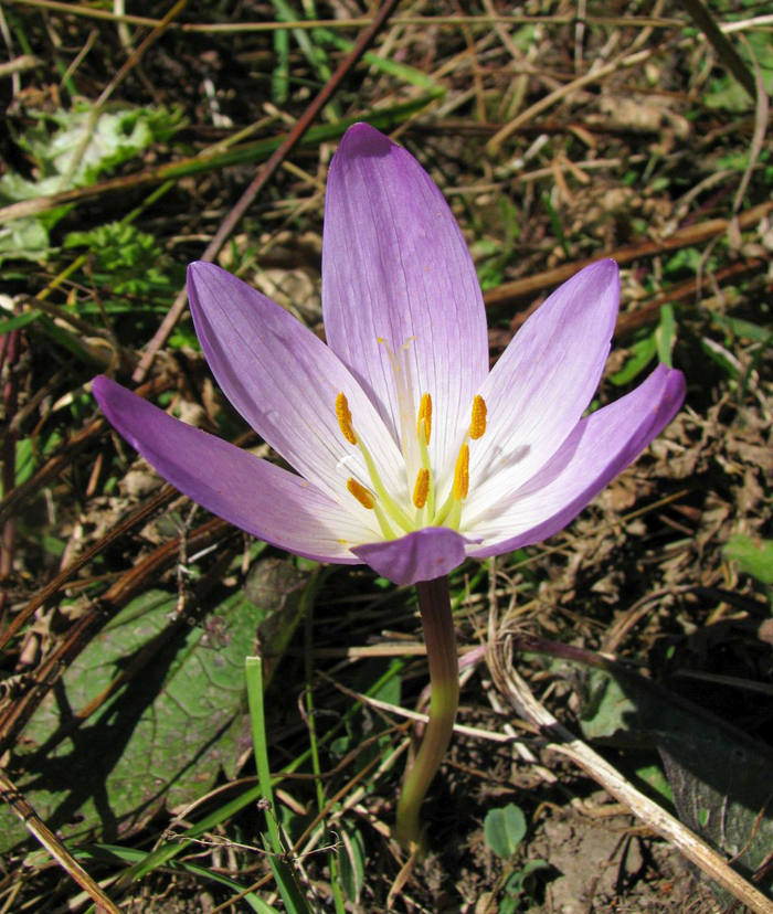 Цветок безвременника великолепного, Cоlchicum speciоsum. Карачаево-Черкесия. Фото Н. Тихонова с сайта <!--noindex--><a href="https://pikabu.ru/story/bezvremenniki_11916558?u=http%3A%2F%2Fplantarium.ru&t=plantarium.ru&h=a99e55320aea562513d8f75971d3e7338d0dbe18" title="http://plantarium.ru" target="_blank" rel="nofollow noopener">plantarium.ru</a><!--/noindex-->.