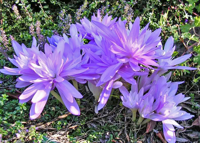 Махровая садовая форма безвременника. Фото с сайта <!--noindex--><a href="https://pikabu.ru/story/bezvremenniki_11916558?u=http%3A%2F%2Fdachnaya-zhizn.ru&t=dachnaya-zhizn.ru&h=042254ff103c3aa34fe9e1ab1d2f6c225652f94c" title="http://dachnaya-zhizn.ru" target="_blank" rel="nofollow noopener">dachnaya-zhizn.ru</a><!--/noindex-->.