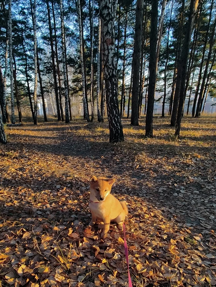 What kind of weather is it... - My, Autumn, Novosibirsk, Town, Forest, Mobile photography, Siberia, Shiba Inu, Longpost