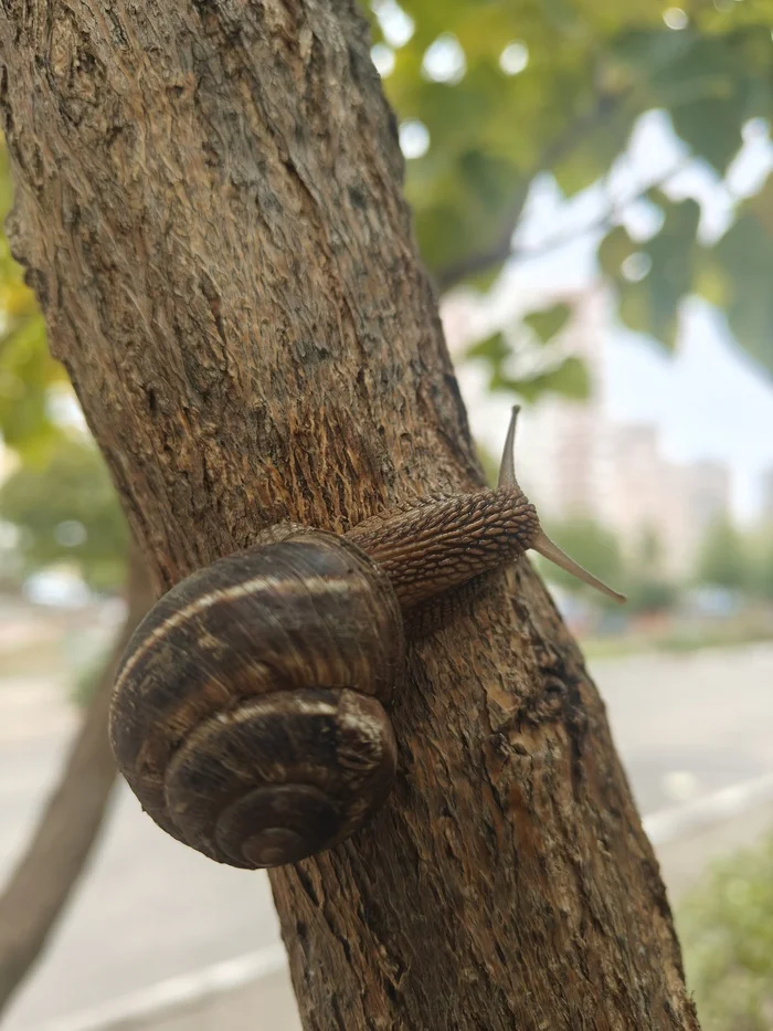 Snails - My, Mobile photography, Walk, Snail, Rain, The park, Autumn, Thunderstorm, Longpost