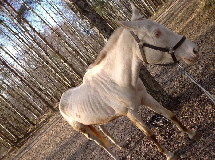 Конно-кровавый бизнес в Петербурге. Ужасные издевательства над животными