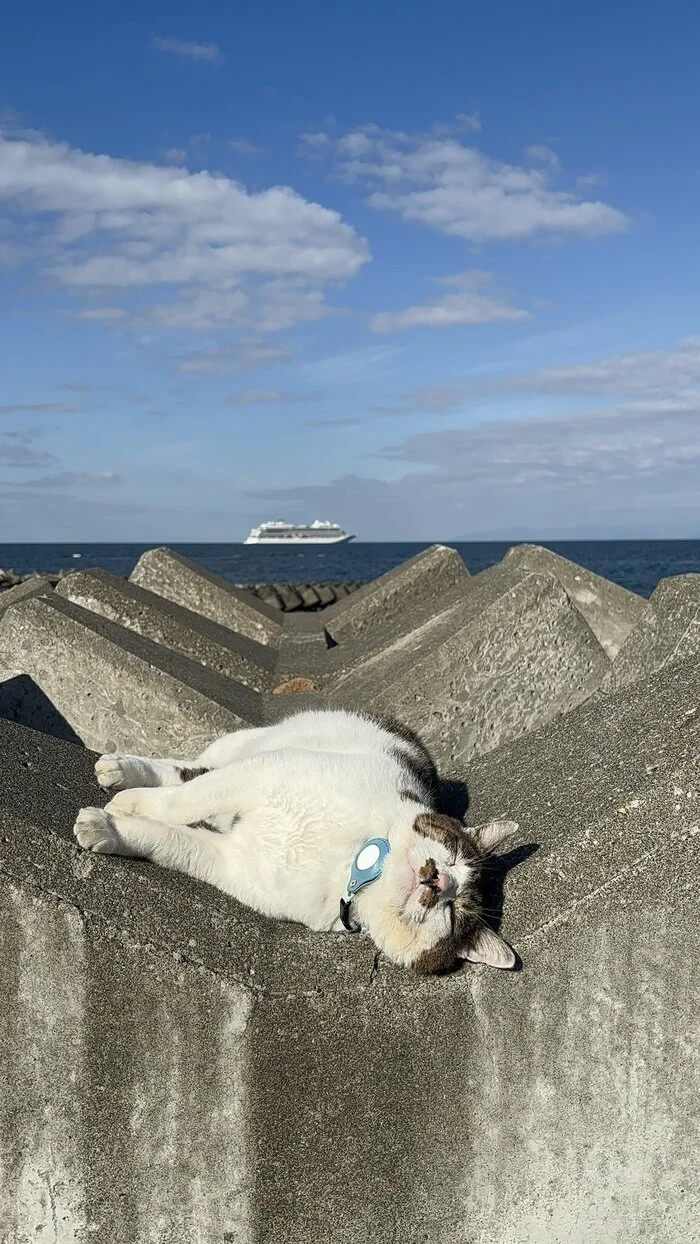 Convenient - The photo, cat, Animals, Pets, Sea, Liner