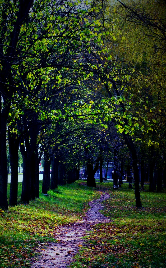 Alley - My, The photo, Landscape, Autumn, Alley, Path, Foliage, Poplar, Gimp, Photoshop master