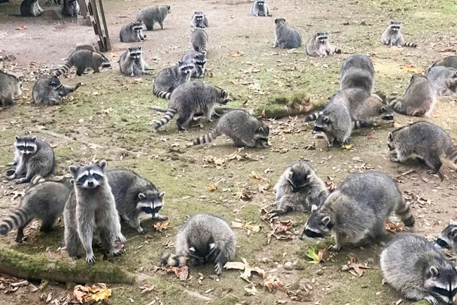 American woman fed raccoons for 35 years - Raccoon, Predatory animals, Wild animals, Washington, USA, Feeding, Dangerous animals, Helping animals, Video, Youtube