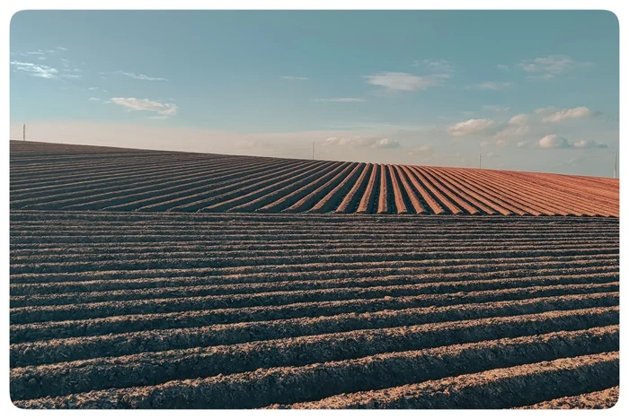 Combed - My, The photo, Field, Arable land, Minimalism