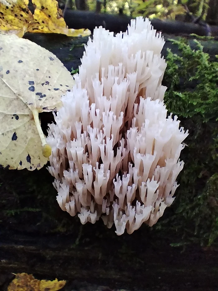 Simply beautiful - My, Mushrooms, Mobile photography, Autumn, Longpost