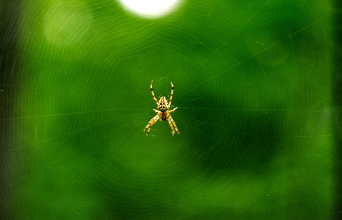 Крестовик, самый обычный, коих в любом саду/лесу полно. Мое первое макрофото сделанное еще на Зенит ЕМ.