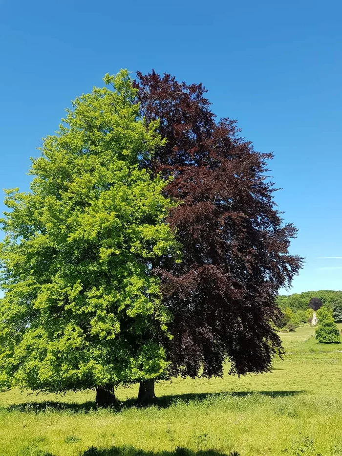 Two trees - The photo, Tree