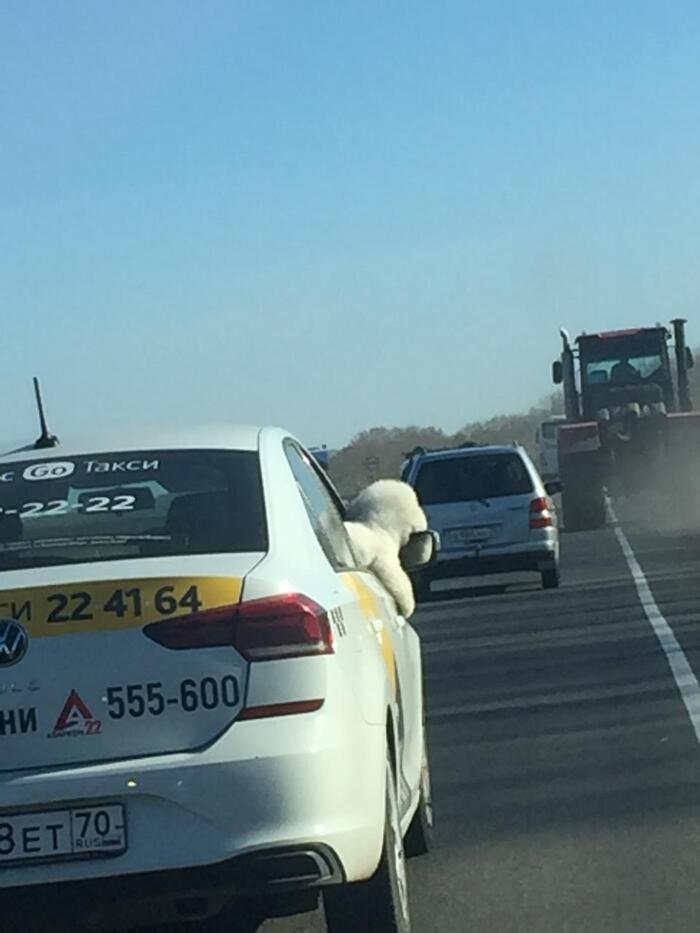 Собака на такси из Томска едет, ничего необычного.