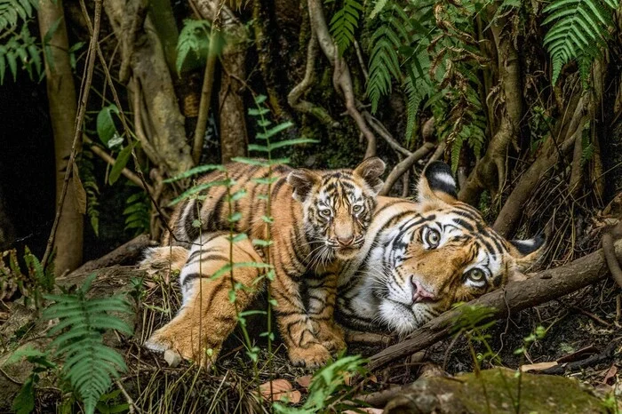 Tigress with cub - Bengal tiger, Tiger cubs, Tiger, Big cats, Cat family, Predatory animals, Wild animals, wildlife, National park, India, The photo