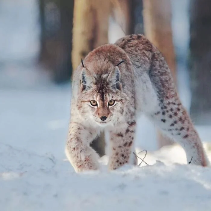 Common lynx - European lynx, Lynx, Small cats, Cat family, Predatory animals, Wild animals, wildlife, Finland, The photo