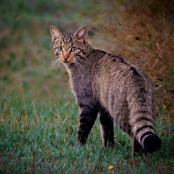 Самка лесного кота на охоте - Лесной кот, Малые кошки, Семейство кошачьих, Хищные животные, Дикие животные, Дикая природа, Испания, Фотография