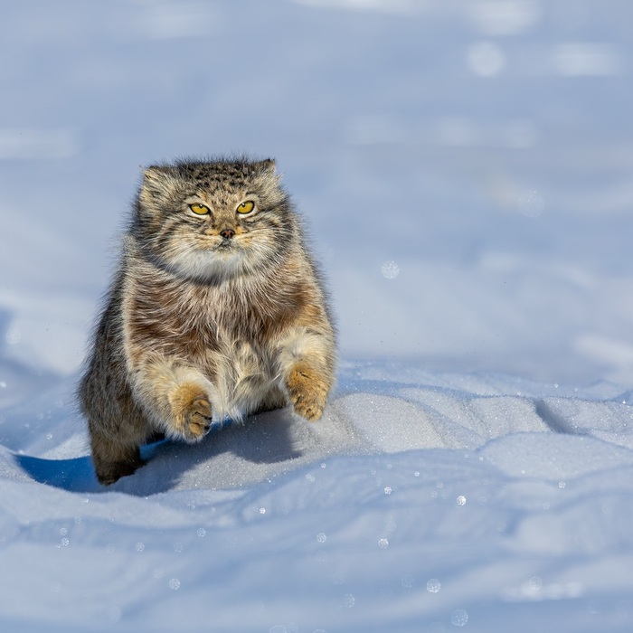 ������ ����