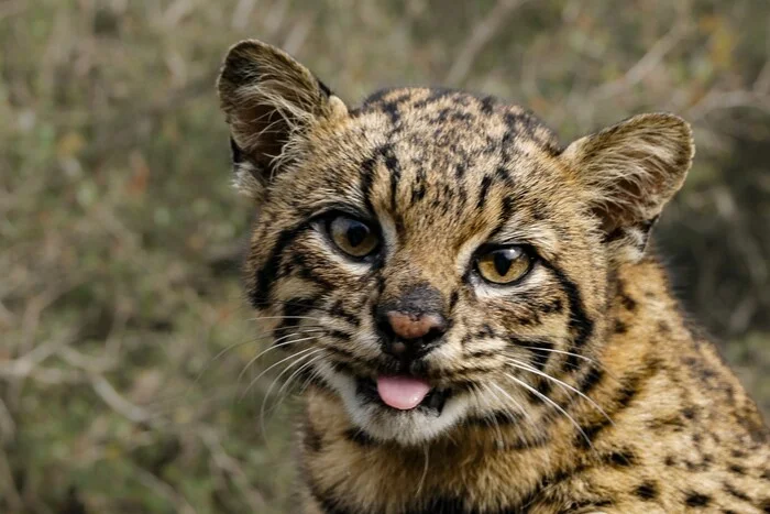 Geoffroy's cat - Geoffroy's cat, Small cats, Cat family, Predatory animals, Wild animals, Language, The photo