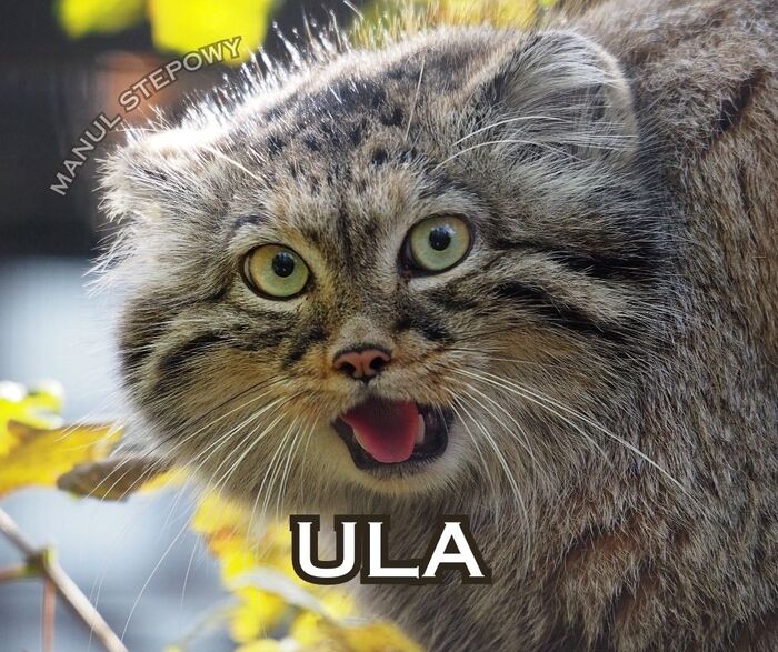 Ula - Pallas' cat, Small cats, Cat family, Predatory animals, Wild animals, Facebook (link), Zoo