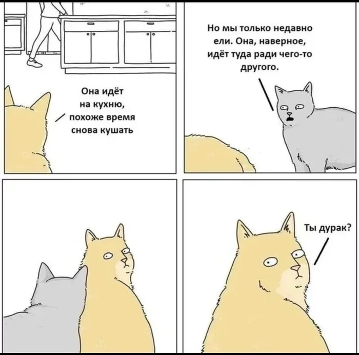 Time to eat. Again. - cat, Comics, Humor, Theycantalk