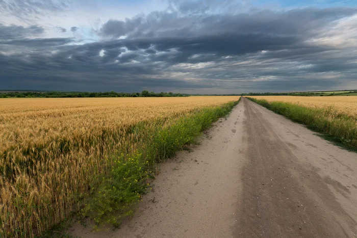 The direct way - My, Rostov region, Field, Steppe, Landscape, The photo