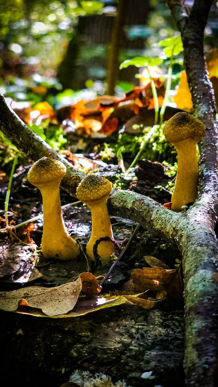 Another raid for honey fungus - My, Mushrooms, Silent hunt, Autumn, Краснодарский Край, Forest, Mobile photography, Longpost