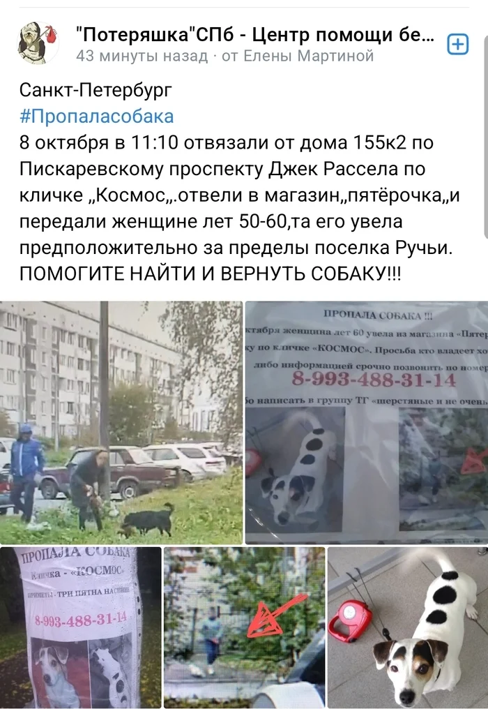 Help find the dog! - My, Theft, Lost, Animals, Saint Petersburg, Dog