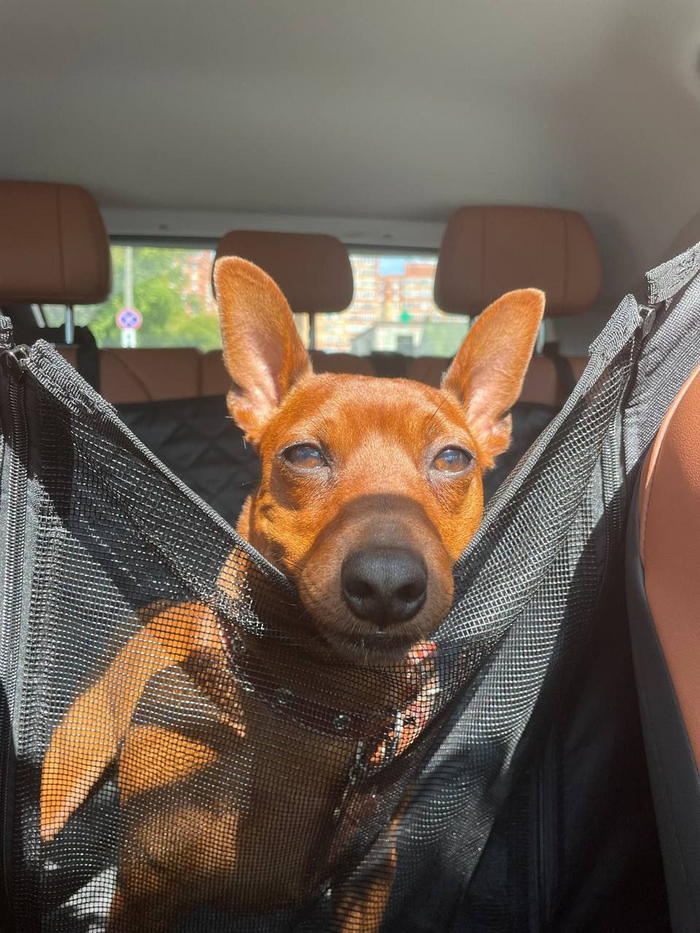 Мой псендель, который вместе со мной путешествует.