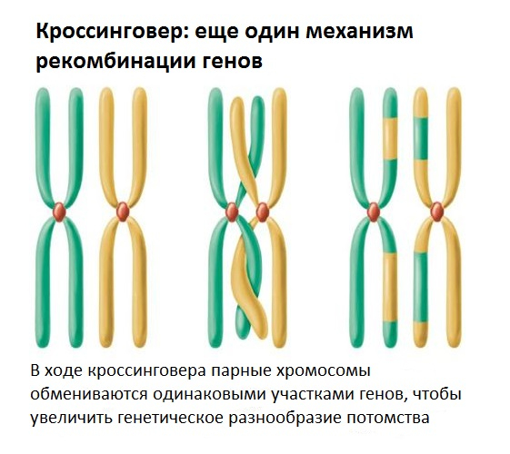 Мужчины вымрут. Естественный отбор остановился. Наука о будущем человечества - Моё, Наука, Научпоп, Исследования, Ученые, Эволюция, Естественный отбор, Мужчины и женщины, Хромосомы, Александр Панчин, Видео, YouTube, Длиннопост