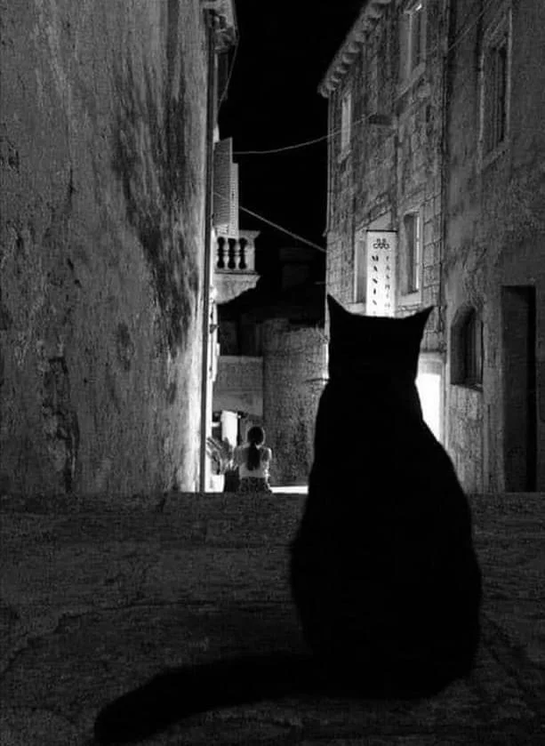 Night cat - cat, The photo, Silhouette, Night