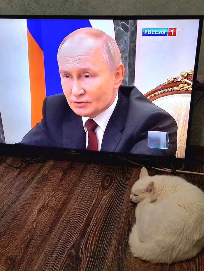 Somehow her soul felt calm! - cat, Kittens, Vladimir Putin, Kitty Kitty